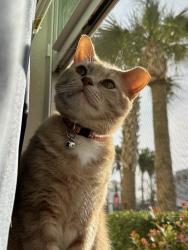 Lost Male Cat last seen Robinson Rd, Greer 29651, Greer, SC 29334