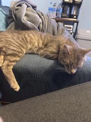 Found/Stray Male Cat last seen Blythewood, Blythewood, SC 29016