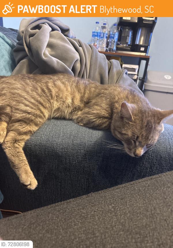 Found/Stray Male Cat last seen Blythewood, Blythewood, SC 29016