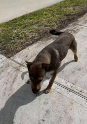 Found/Stray Unknown Dog last seen Olivine stone dr, Richmond, TX 77469