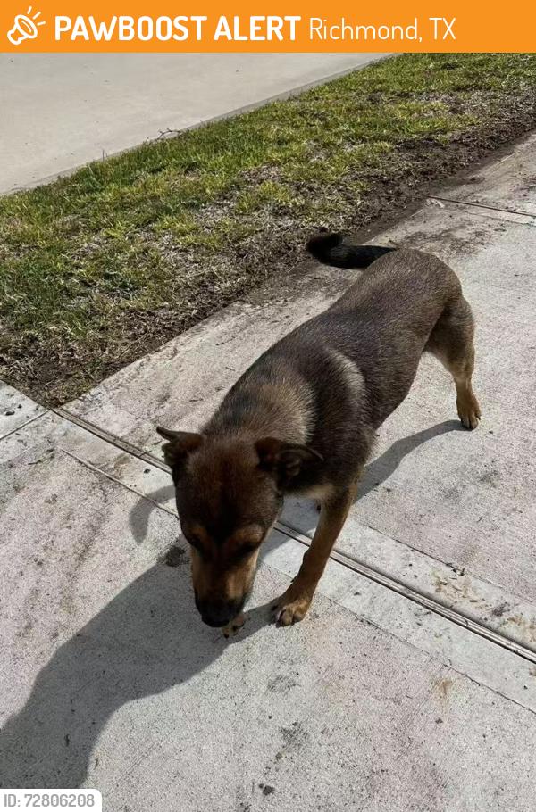 Found/Stray Unknown Dog last seen Olivine stone dr, Richmond, TX 77469