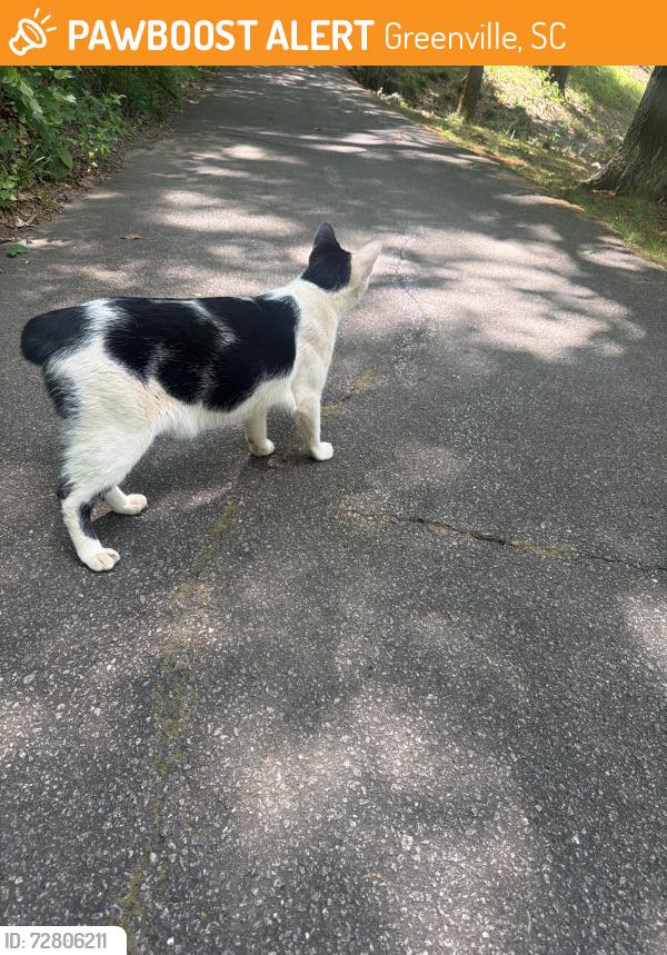 Found/Stray Unknown Cat last seen Cleveland park and Greenville zoo trail, Greenville, SC 29601