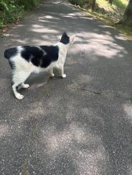 Found/Stray Unknown Cat last seen Cleveland park and Greenville zoo trail, Greenville, SC 29601