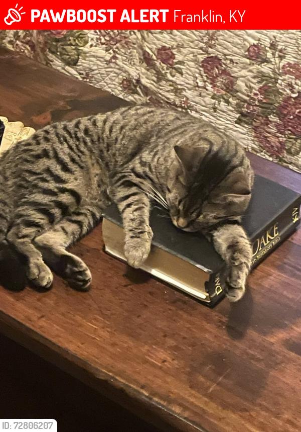 Lost Male Cat last seen Presbyterian Church, Franklin, KY 42134
