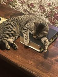 Lost Male Cat last seen Presbyterian Church, Franklin, KY 42134