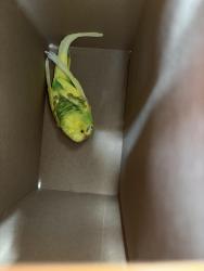 Found/Stray Unknown Bird last seen Behind Smoke and Vape shop, Niles, IL 60714