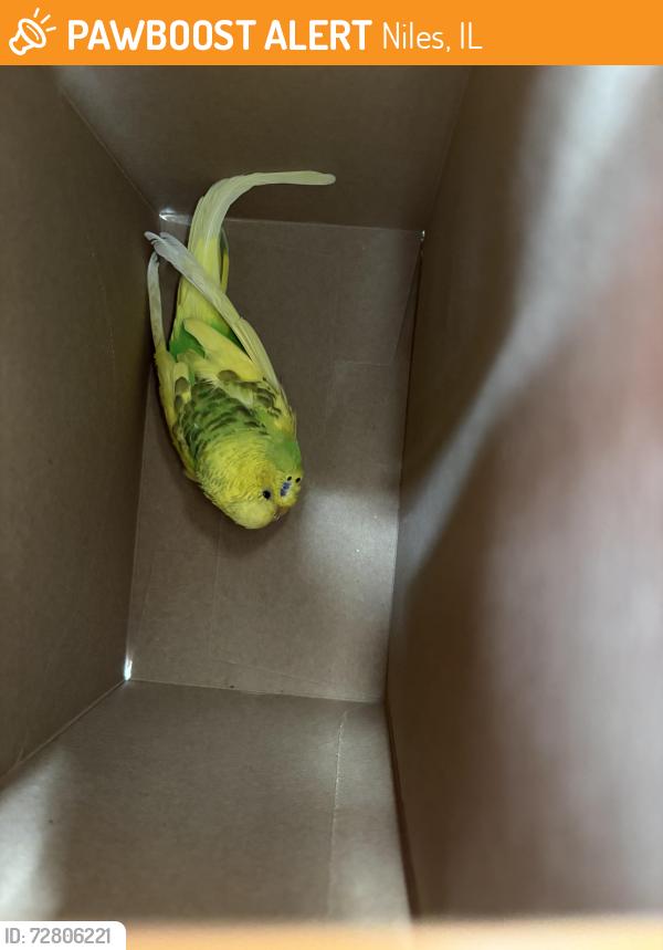 Found/Stray Unknown Bird last seen Behind Smoke and Vape shop, Niles, IL 60714
