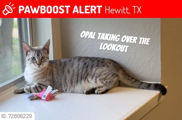 Lost Female Cat last seen Majestic at Hewitt apmts, Hewitt, TX 76643