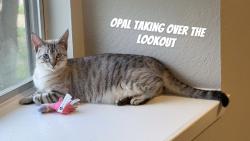 Lost Female Cat last seen Majestic at Hewitt apmts, Hewitt, TX 76643