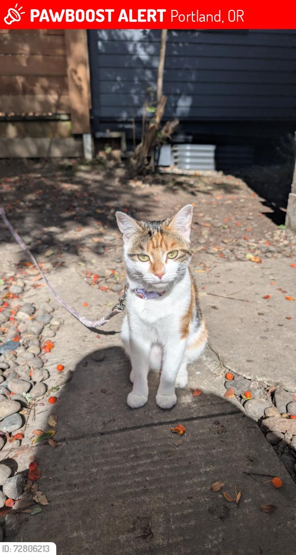 Lost Female Cat last seen Wallace Park , Portland, OR 97210