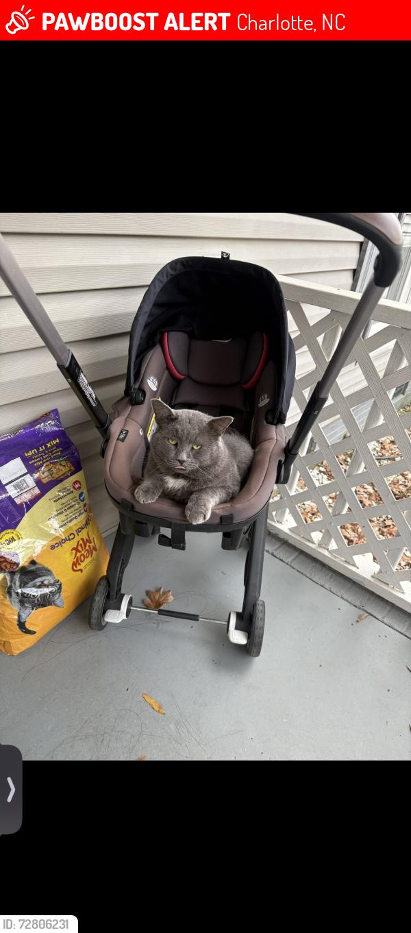 Lost Male Cat last seen stone park dr 28269, Charlotte, NC 28269