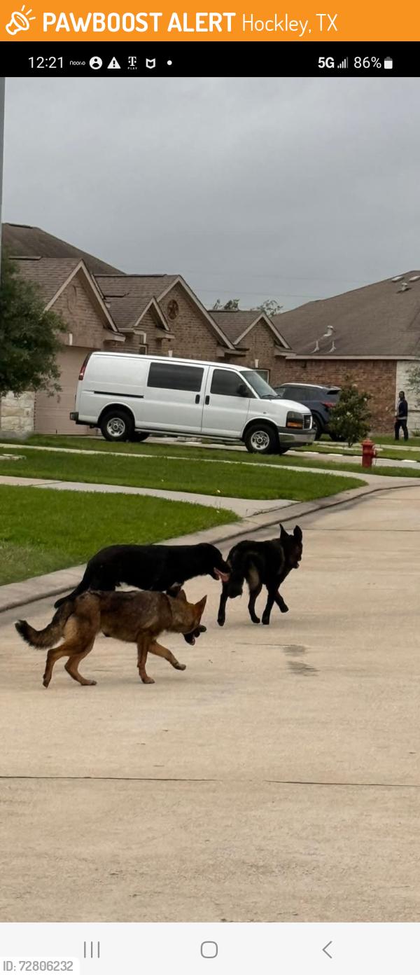 Found/Stray Male Dog last seen BAUER RD, Hockley, TX 77447