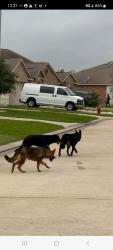 Found/Stray Male Dog last seen BAUER RD, Hockley, TX 77447
