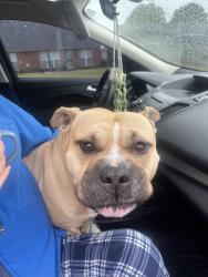 Found/Stray Male Dog last seen Rasco road and Tchulahoma, Southaven, MS 38671