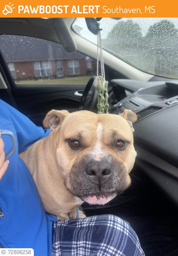 Found/Stray Male Dog last seen Rasco road and Tchulahoma, Southaven, MS 38671