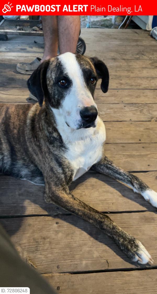 Lost Female Dog last seen In between Wise Rd & Hamiter Rd, Plain Dealing, LA 71064