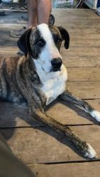 Lost Female Dog last seen In between Wise Rd & Hamiter Rd, Plain Dealing, LA 71064