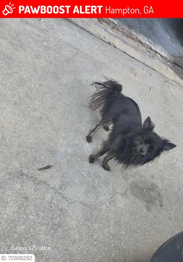 Lost Male Dog last seen Labrador chase and kentwood springs dr , Hampton, GA 30228