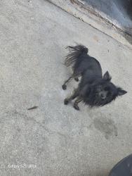 Lost Male Dog last seen Labrador chase and kentwood springs dr , Hampton, GA 30228