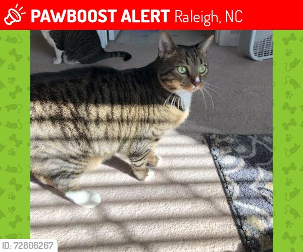 Lost Male Cat last seen Pronghorn Ln and Maybrook, Raleigh, NC 27610