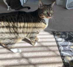 Lost Male Cat last seen Pronghorn Ln and Maybrook, Raleigh, NC 27610