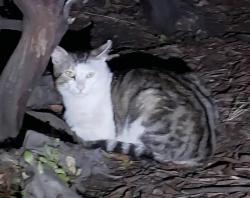 Found/Stray Unknown Cat last seen Community cat feeding station, Antioch, CA 94531