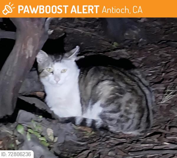 Found/Stray Unknown Cat last seen Community cat feeding station, Antioch, CA 94531