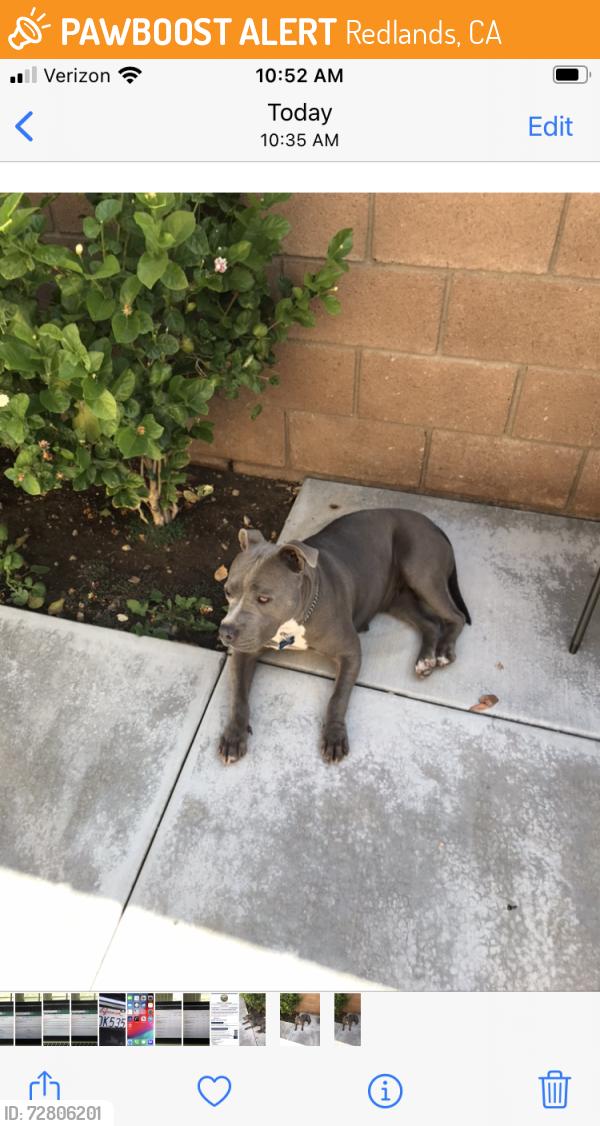 Found/Stray Female Dog last seen Judson & Pennsylvania Redlands, CA, Redlands, CA 92374