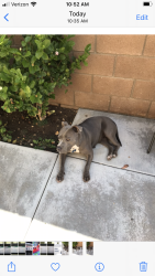 Found/Stray Female Dog last seen Judson & Pennsylvania Redlands, CA, Redlands, CA 92374