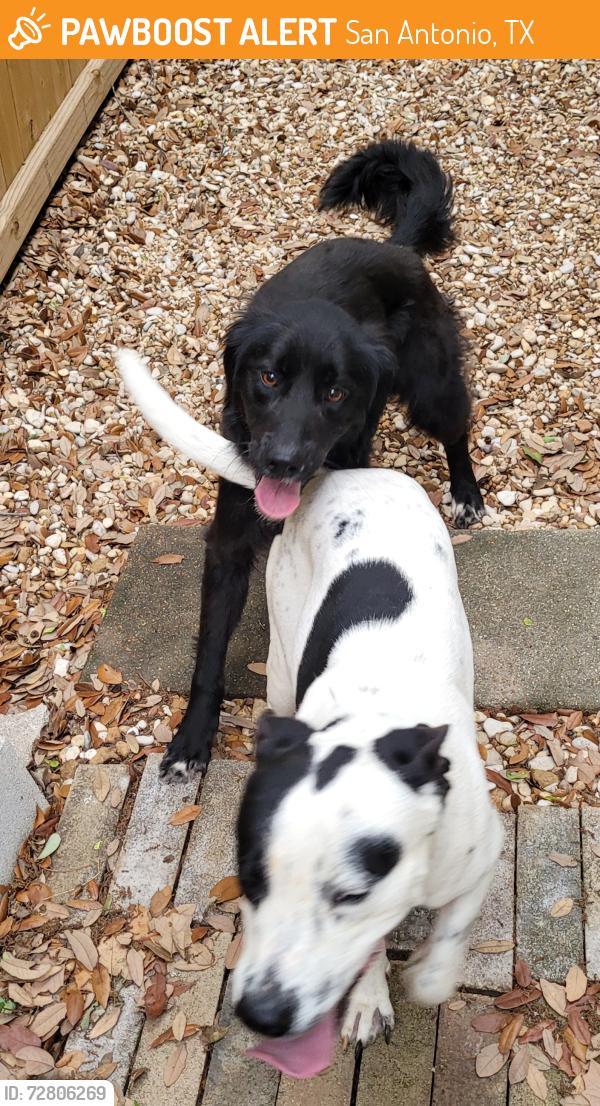 Found/Stray Male Dog last seen Ridge Post and Ridgebrook , San Antonio, TX 78250