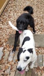 Found/Stray Male Dog last seen Ridge Post and Ridgebrook , San Antonio, TX 78250