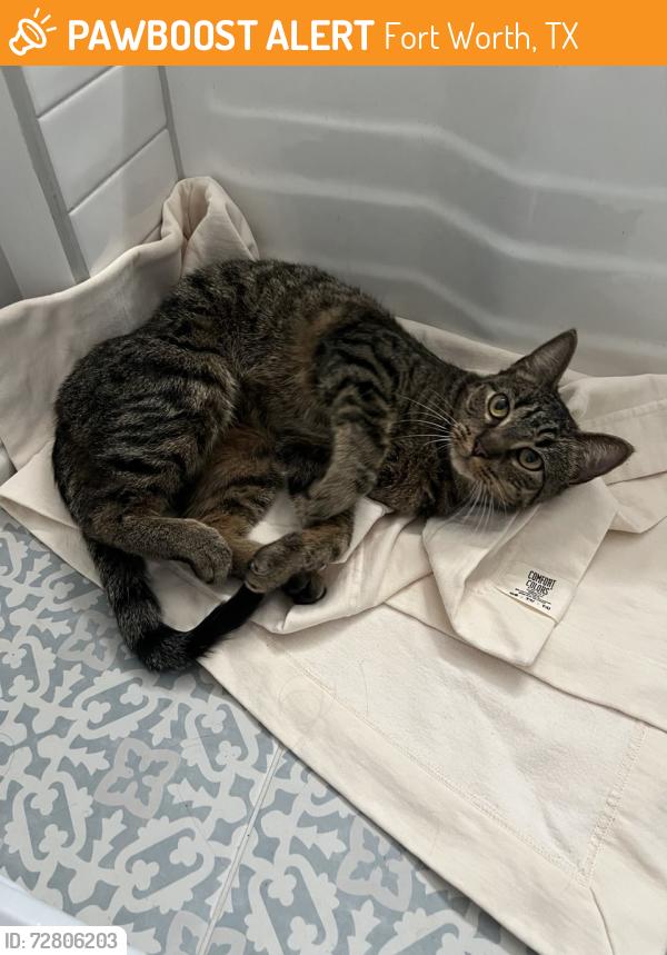 Found/Stray Female Cat last seen Curzone Ave & Tremont Ave, Fort Worth, TX 76107