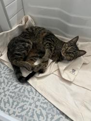 Found/Stray Female Cat last seen Curzone Ave & Tremont Ave, Fort Worth, TX 76107