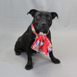 Shelter Stray Female Dog last seen , 328 Furman Hall Rd, Greenville, SC 29609, USA