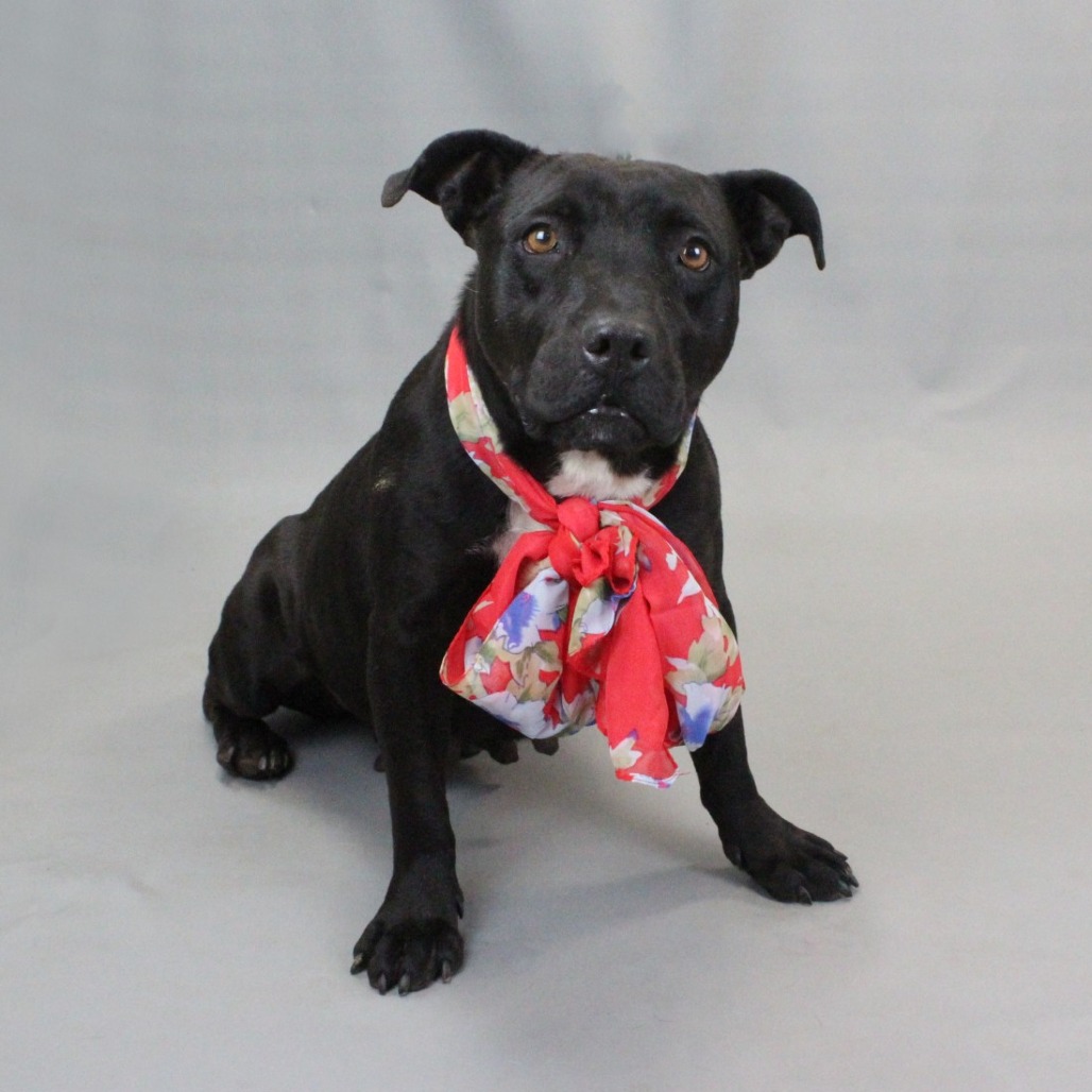 Shelter Stray Female Dog last seen , 328 Furman Hall Rd, Greenville, SC 29609, USA