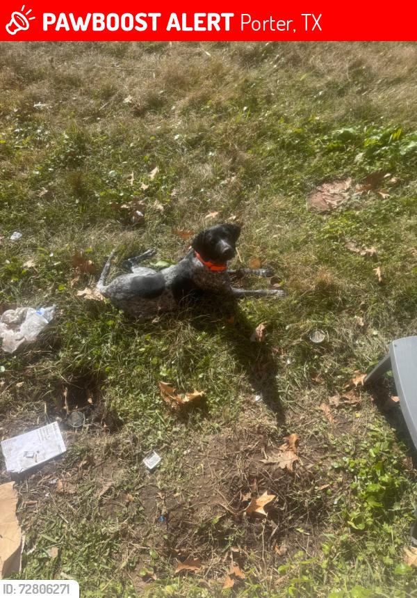 Lost Female Dog last seen Needham, Porter, TX 77365