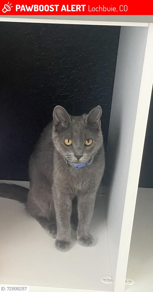 Lost Male Cat last seen Zante way lochwood farms , Lochbuie, CO 80603