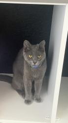 Lost Male Cat last seen Zante way lochwood farms , Lochbuie, CO 80603