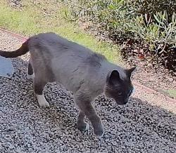 Found/Stray Female Cat last seen Las Palmas Parkway, Salinas, CA 93908