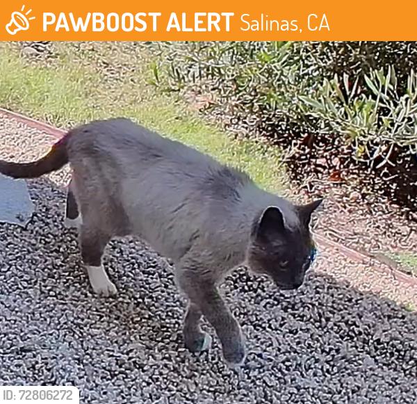 Found/Stray Female Cat last seen Las Palmas Parkway, Salinas, CA 93908