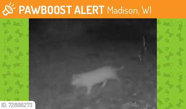 Found/Stray Unknown Cat last seen Lance Ln, Madison, WI 53716