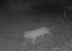 Found/Stray Unknown Cat last seen Lance Ln, Madison, WI 53716