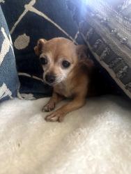 Lost Female Dog last seen First and Olive, Fresno, CA 93702
