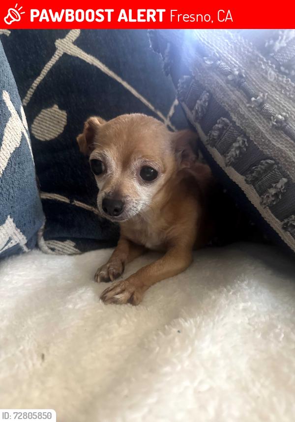 Lost Female Dog last seen First and Olive, Fresno, CA 93702