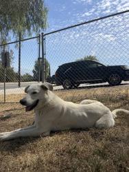 Found/Stray Male Dog last seen Hulda Crooks Dog Park, Loma Linda, CA 92354
