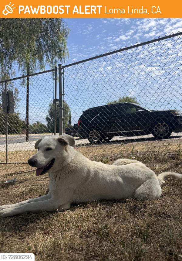 Found/Stray Male Dog last seen Hulda Crooks Dog Park, Loma Linda, CA 92354