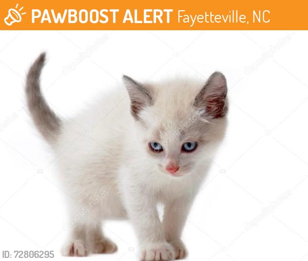 Found/Stray Unknown Cat last seen middle section of Amoora Drive, Fayetteville, Fayetteville, NC 28304