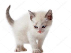 Found/Stray Unknown Cat last seen middle section of Amoora Drive, Fayetteville, Fayetteville, NC 28304