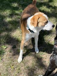 Found/Stray Male Dog last seen Maple & Ridge, Wichita, KS 67212