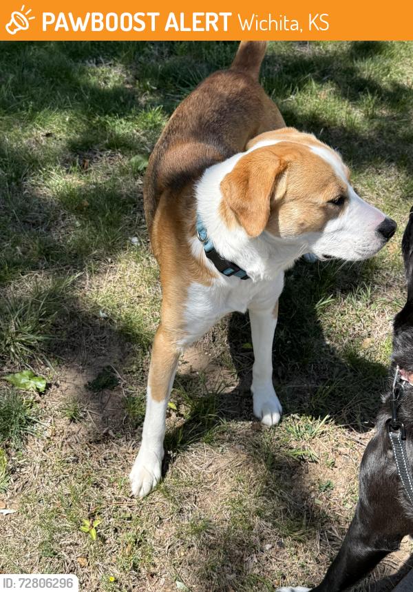 Found/Stray Male Dog last seen Maple & Ridge, Wichita, KS 67212